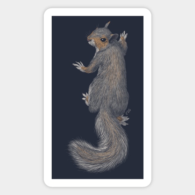 Gray Squirrel Magnet by Walking in Nature